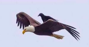L'aigle et le corbeau